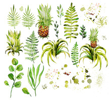 Set Of Green Watercolor Leaves, Twigs And Pineapple. Vector Illustration