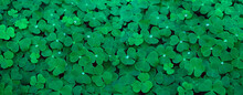 Green Clover Leaves With Water Drops Close Up, Natural Abstract Background. Beautiful Image Of Summer Nature. Three-leaves Oxalis Plant. Shamrocks, St.Patrick's Day Holiday Symbol. Flat Lay. Banner