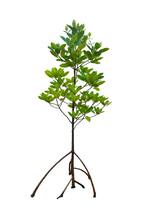 Isolated Mangrove Tree With Prop Root And Aerial Roots Cut Out On The White Background.