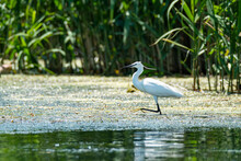 Little Egret (Egretta Garzetta) Feeding A Fish, Danube Delta, Romania