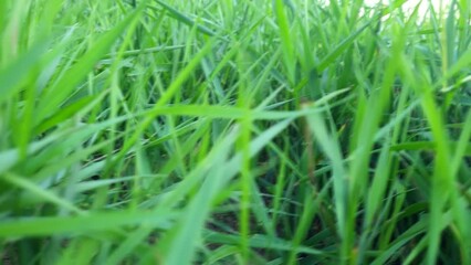 Wall Mural - Camera moving through green grass. Slow motion.