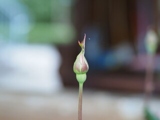 Poster - bud of tulip