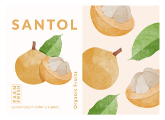 Santol Fruit packaging design templates, watercolour style vector illustration.