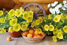 Summer Still Life With Wicker Basket Of Fruits And Pots Of Petunia Flowers On The Background Of Wooden Wagon Wheel Near Log Wall.