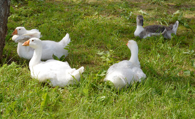 A lot of young geese on a pasture in summer