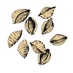 Wall Mural - Collection Shells shaped pasta conchiglie. Hand-drawn color sketches. Vintage style engraving