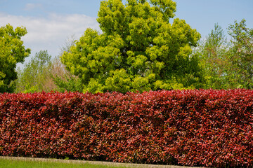 Wall Mural - Close up BERBERIS thunbergii f. atropurpurea 'Rose Glow' hedging.