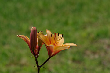 百合の花と草原