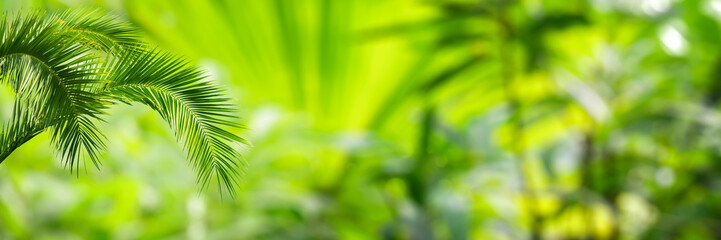 Wall Mural - palm leaves on green blurred tropical vegetation background, sunshine on exotic plants in a greenhouse, fresh botanic concept with copy space