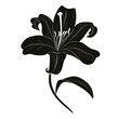 Vector black silhouette of lily flower isolated on white background. Illustration of lily.