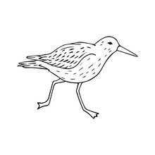 Vector Hand Drawn Doodle Sketch Sandpiper Bird Isolated On White Background