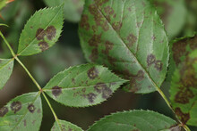 The Rose Black Spot Disease Caused By The Fungus Diplocarpon Rosae. The Black Spots On The Rose Leaves Are Circular With A Perforated Edge. Damaged Rose Plant.