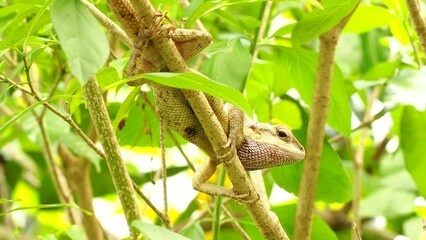 Sticker - Lizard is  holding on tree  , out door Chiangmai Thailand