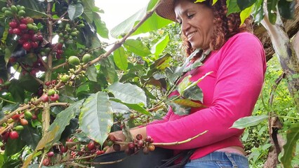 Wall Mural - Working the coffee of his farm in the mountains