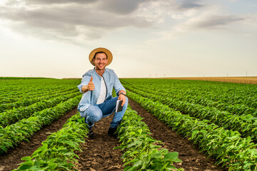 Wall Mural - Happy farmer showing thumb up while spending time in his growing  soybean field.