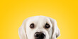 canvas print picture - Pretty golden retriever dog with big dark eyes peeking and looking at camera over yellow studio background, copy space