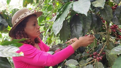 Wall Mural - Working the coffee of his farm in the mountains