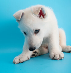 Wall Mural - cute white labrador dog puppy studio portrait on isolated background