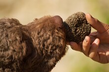Dog Sniffs Truffle Smell By A Person Hand Outdoor In Italy, Purebred Lagotto Romagnolo Truffles Hunt Training