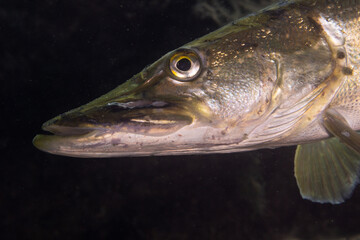 underwater world and fishes with European pike in the Lake of Lucerne Switzerland