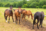 Fototapeta Konie - Mountain horses graze grass on green meadow on cloudy summer day