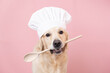 © deine_liebe - Dog in a chef's hat and with a spatula in his mouth on a pink background. Golden Retriever in chef costume for restaurant, cafe or banner