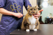 Cat grooming, combing wool. Express molt. Beautiful cat in a beauty salon. Grooming animals, combing hair.