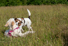 Two Dogs Playing Together In A Grassy Field In Summer, Autumn