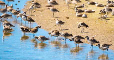 Wall Mural - Sanderlings foraging off sandbar on Sanibel Island in Florida.