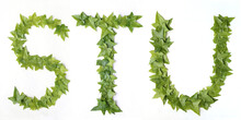 Letters S T And U From Decorative Ivy On A White Background. Letters S, T And Letter U From Ivy Leaves. Leaves Alphabet. Font From Leaves Isolated On White Background