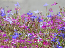 Lots Of Tiny Pink And Blue Flowers