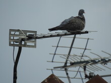 The Pigeon Sits On The Antenna