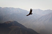 Andean Condor (Vultur Gryphus) Soaring Over The Andes Montains Near Tupungato, Province Of Mendoza, Argentina.