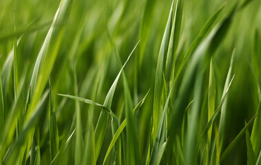 Detail view slow motion young wheat plants, Close view grain green healthy wheat trunks, Bio agriculture farming wheat plantation. field of growing wheat.