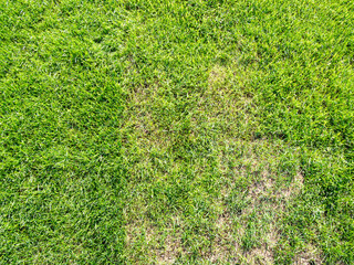 top view of bald patch in green lawn