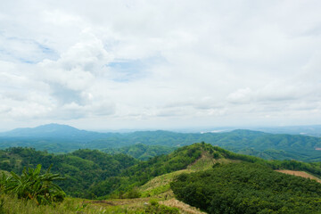 Wall Mural - rubber plantation on the mountains