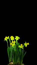 Time Lapse Of Opening Yellow Narcissus Flower Isolated On Black Background, Vertical Orientation