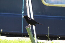 A Blackbird Near The Side Of The Leeds And Liverpool Canal. This Photo Was Taken On A Warm And Sunny Summer Day.