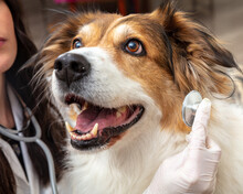 Vet Clinic. Veterinarian Examine A Dog With A Medical Stethoscope, Close Up. Pet Checkup