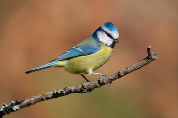 Eurasian blue tit on thin branch