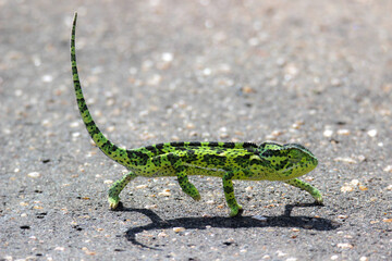 Wall Mural - Flap-necked Chameleon, Kruger National Park, South Africa