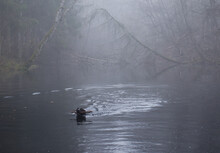 Dog Carrying A Stick While Swimming In A Small Pond In The Palatinate Forest On A Foggy Fall Day In Germany.