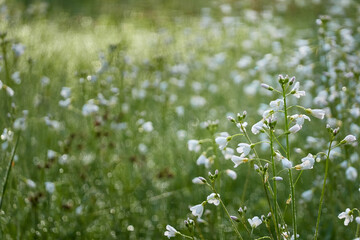 Wall Mural - Blooming forest meadow (lawn) of small white flowers Cardamine pratensis. Dew drops, soft morning sunlight. Pure nature, ecology, environment, botany. Close-up, macro, bokeh