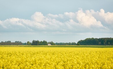 Poster - Rural landscape. Blooming yellow rapeseed field on a clear sunny summer day. Dramatic blue sky. Floral texture, background. Agriculture, biotechnology, fuel, food industry, alternative energy, nature