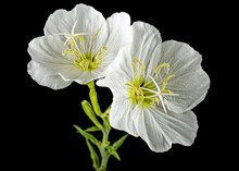 Two White Flower Of Oenothera, Isolated On Black Background