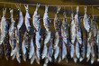 River fish roach dry-curing in shade of barn, hanging upside down on rope.