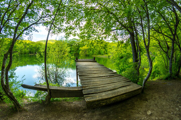 Canvas Print - forest lake