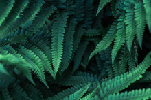 Perfect Natural Young Fern Leaves Pattern Background. Dark And Moody Feel. Top View. Copy Space.