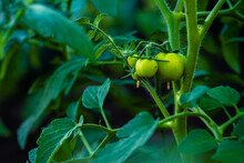 Tomato Plants In Greenhouse Green Tomatoes Plantation. Organic Farming, Young Tomato Plants Growth In Greenhouse. For Publication, Poster, Screensaver, Wallpaper, Postcard