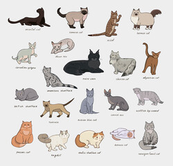 Wall Mural - Cats breeds vector illustrations set